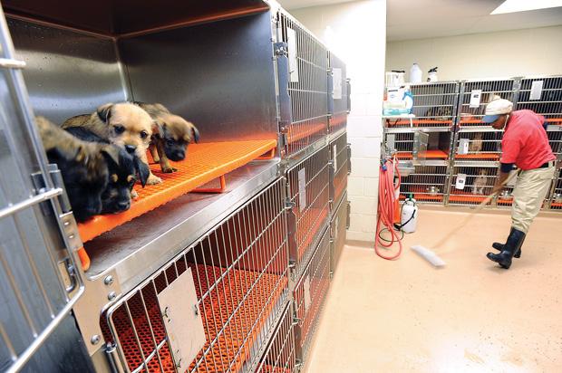 Euthanasia on rise at animal shelter | Local News | dailysentinel.com
