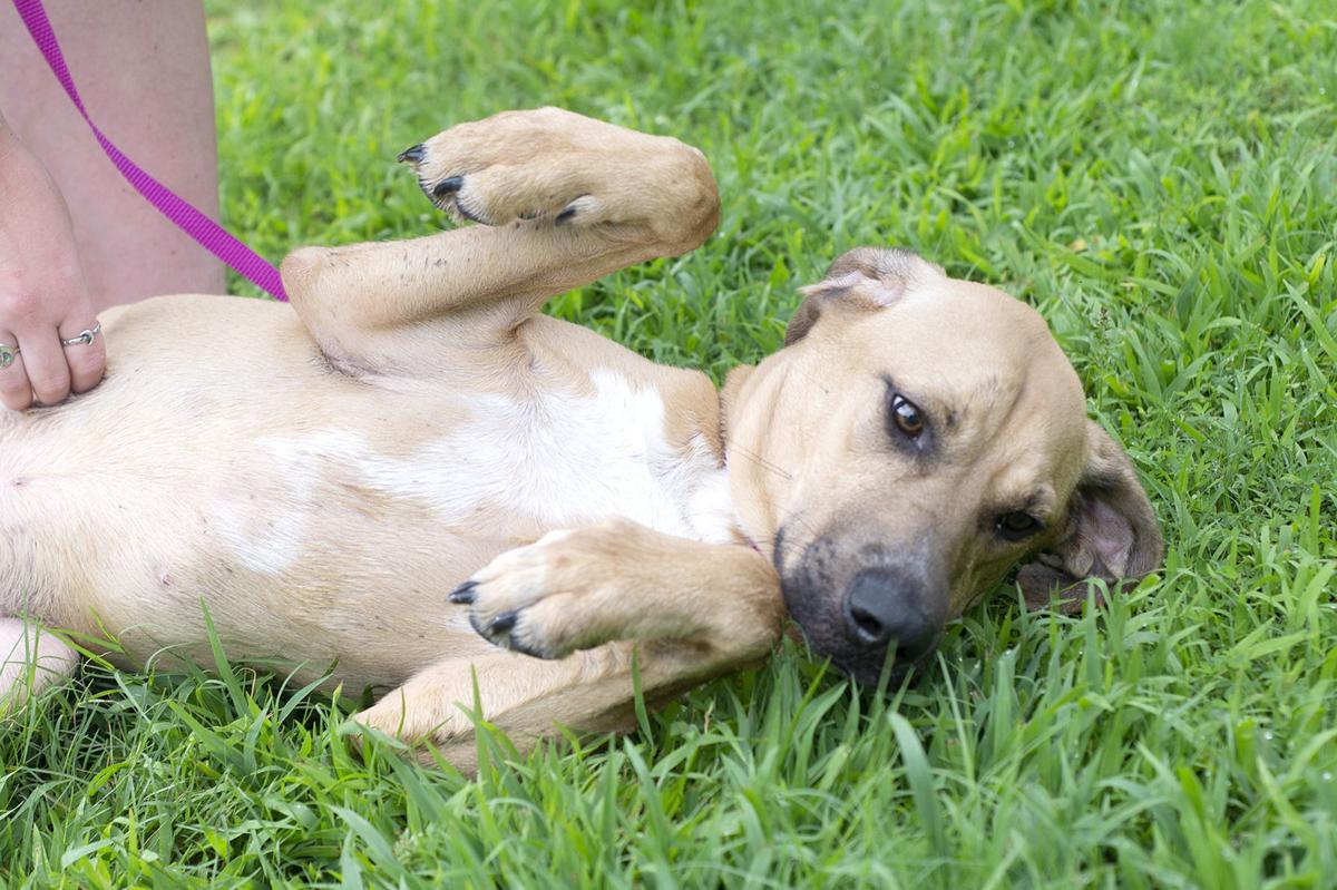 Pets of the Week, June 8, 2021
