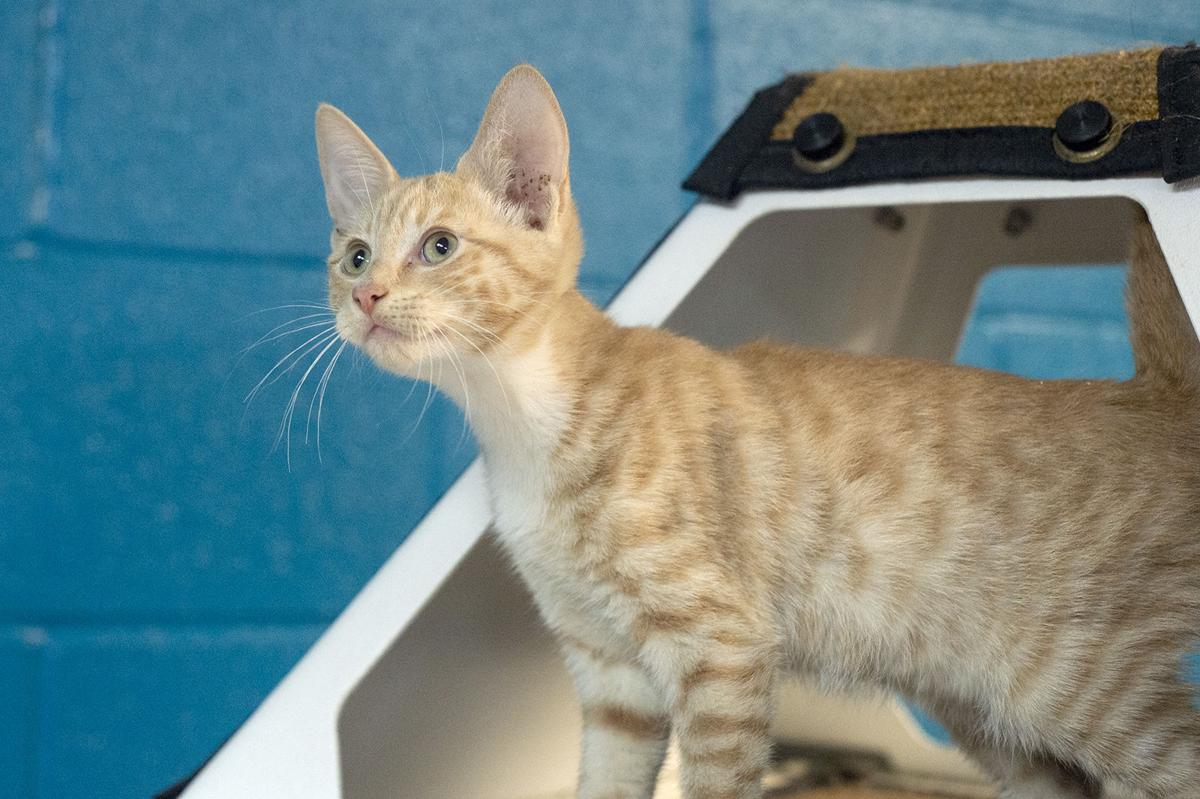 Pets of the Week, June 8, 2021