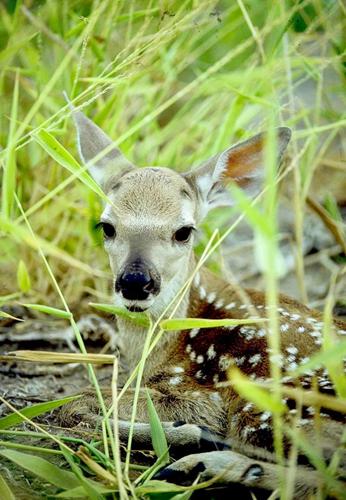 Bedded fawn