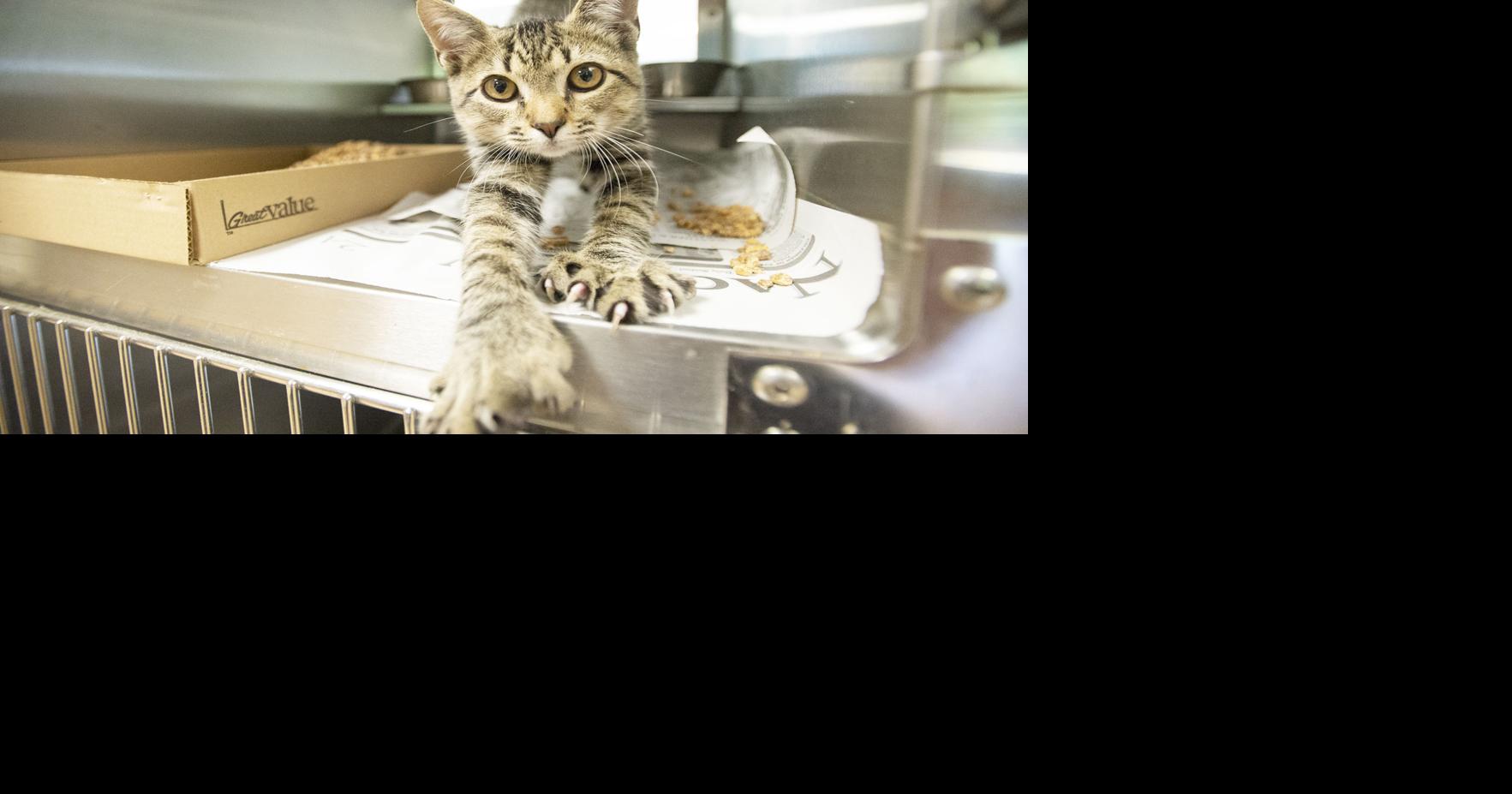 Pets of the Week at the Nacogdoches Animal Shelter, Wednesday, Aug. 22