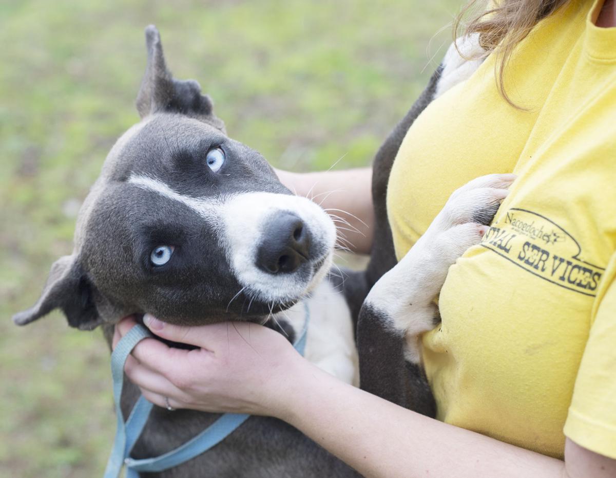 Pets of the week, Feb. 9, 2021.