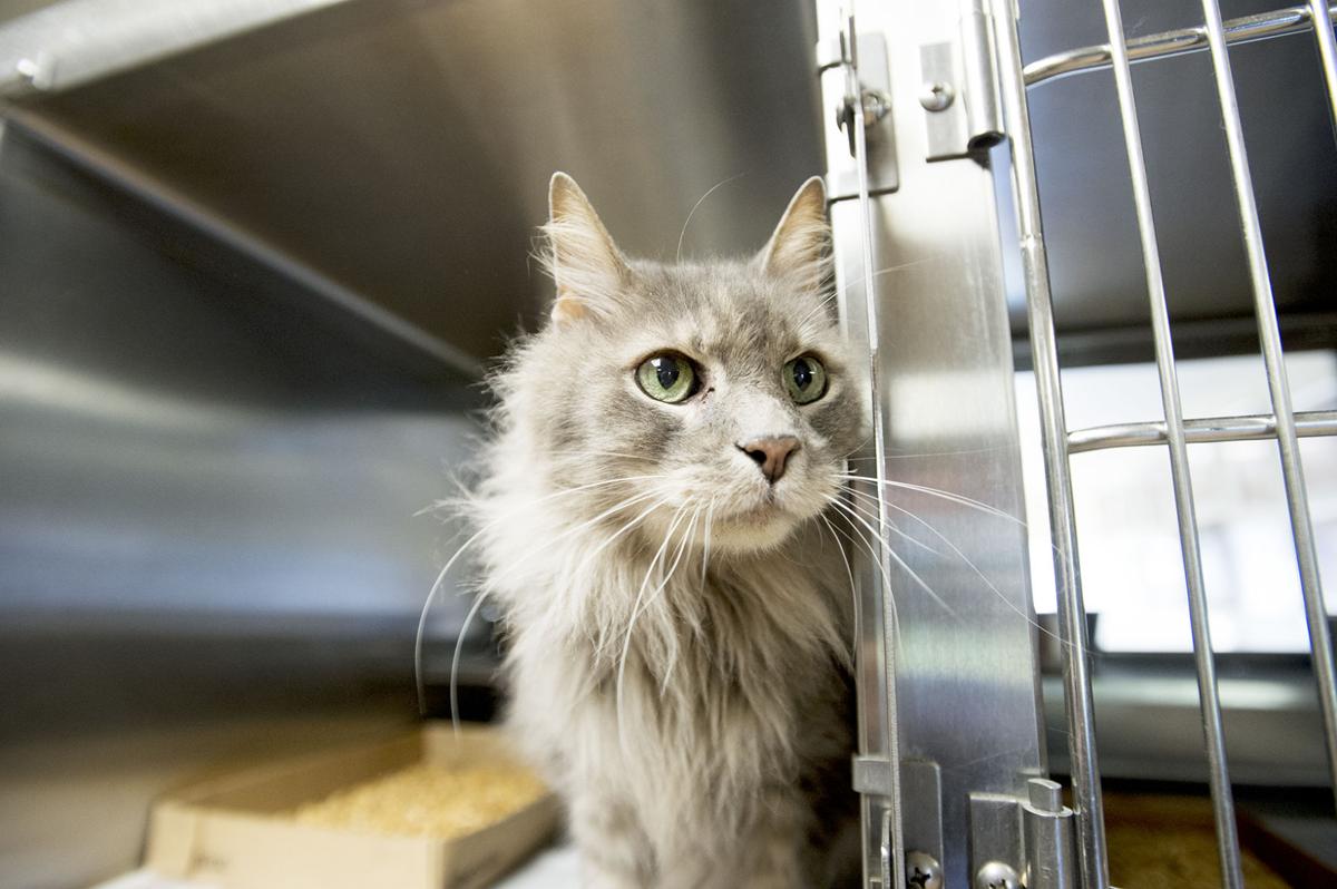 Pets of the Week at the Nacogdoches Animal Shelter on Wednesday, March