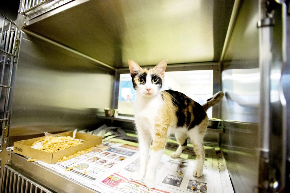 Pets of the Week at the Nacogdoches Animal Shelter on Wednesday, Feb. 6