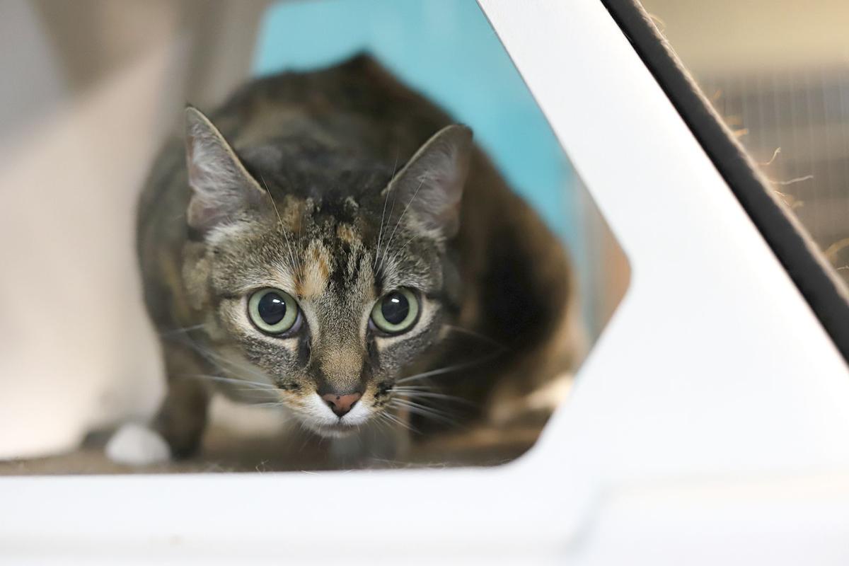 Pets of the Week, April 20, 2021