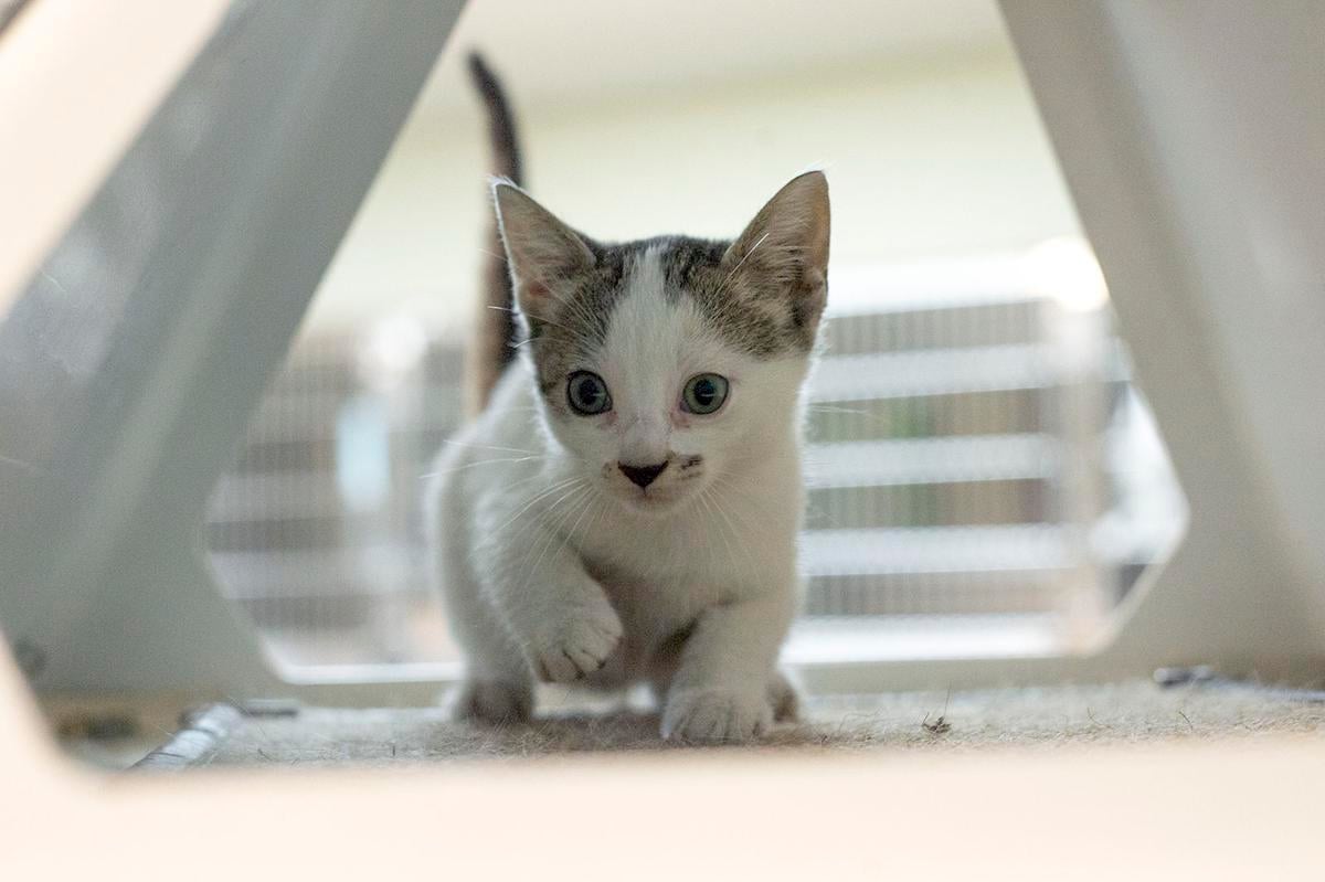 Pets of the Week, June 8, 2021