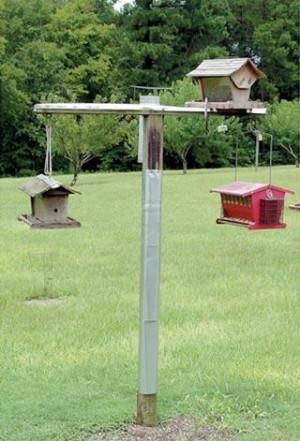A Shocking Bird Feeder Features Dailysentinel Com