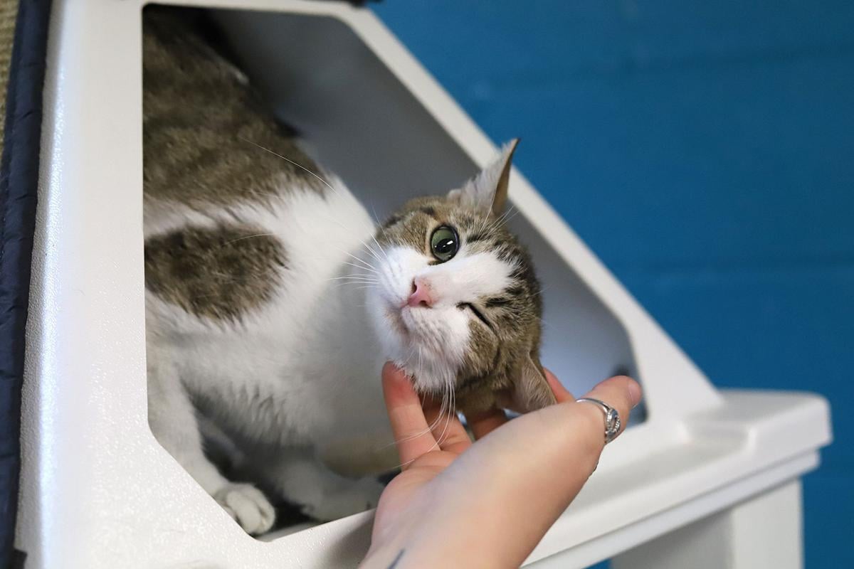 Pets of the Week, June 1, 2021
