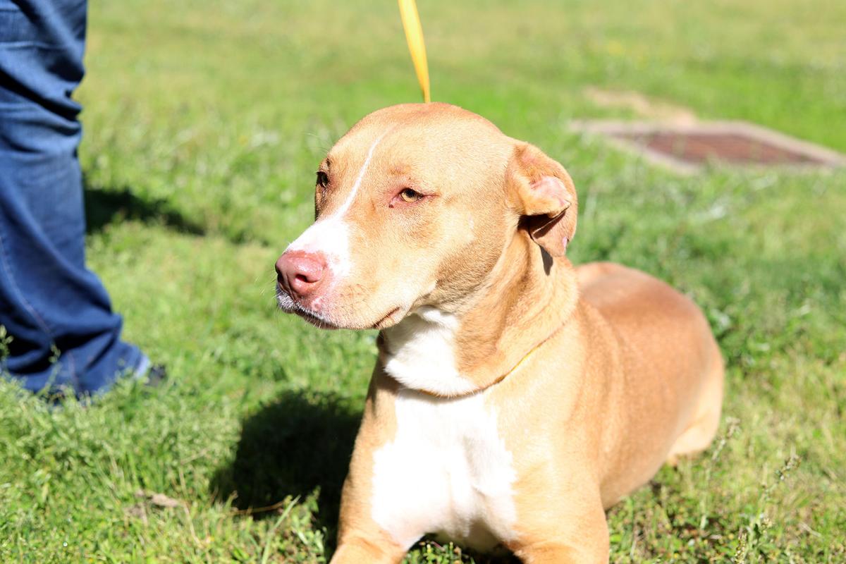 Pets of the Week, April 20, 2021