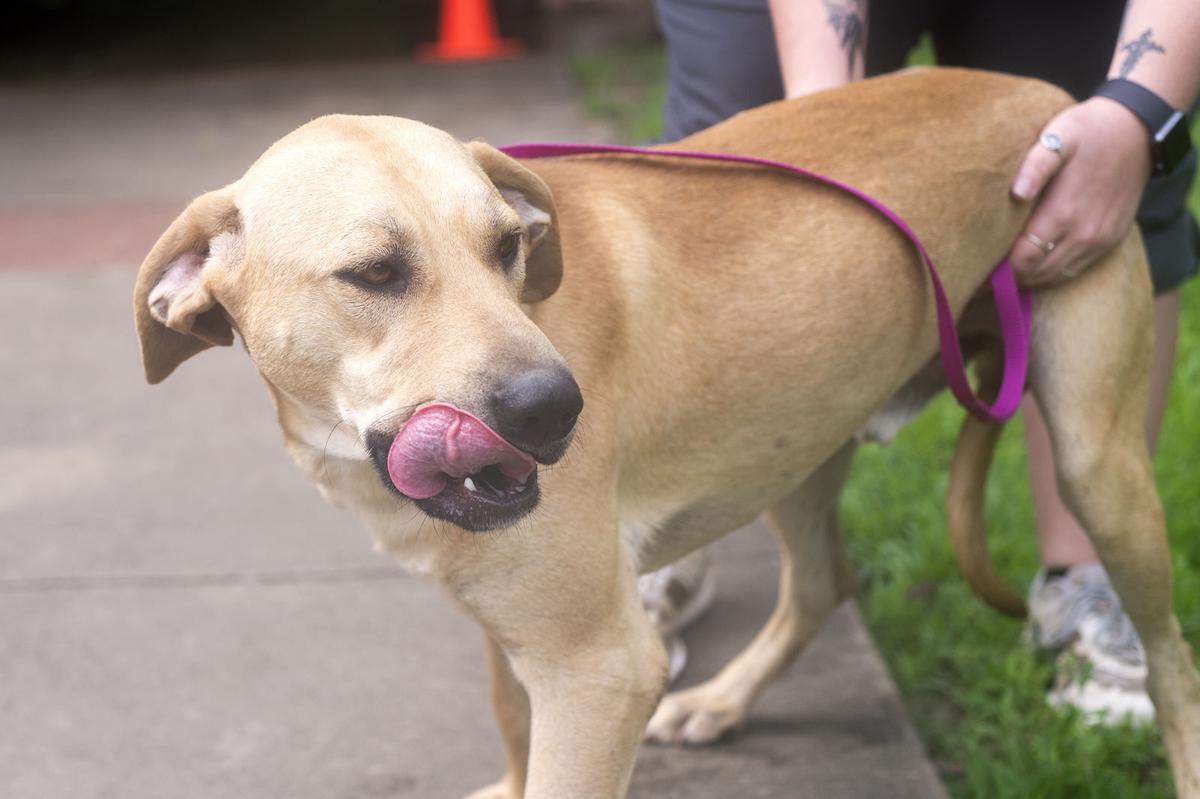 Pets of the Week, June 8, 2021