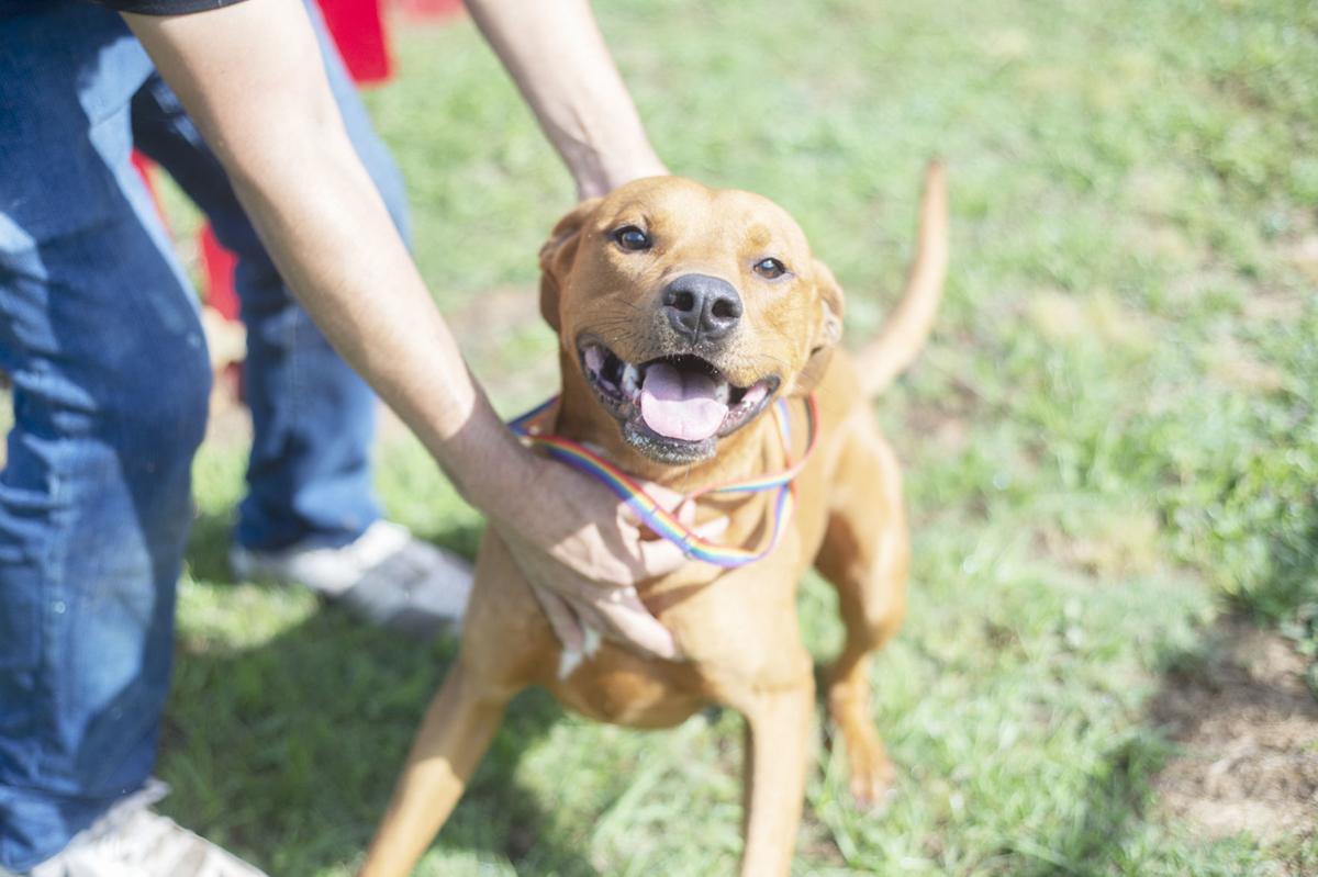 Pets of the Week, May 26, 2020.