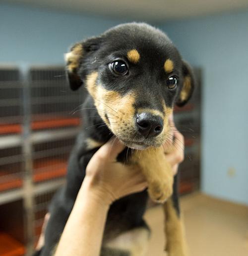 Pets of the Week at the Nacogdoches Animal Shelter on Wednesday, April