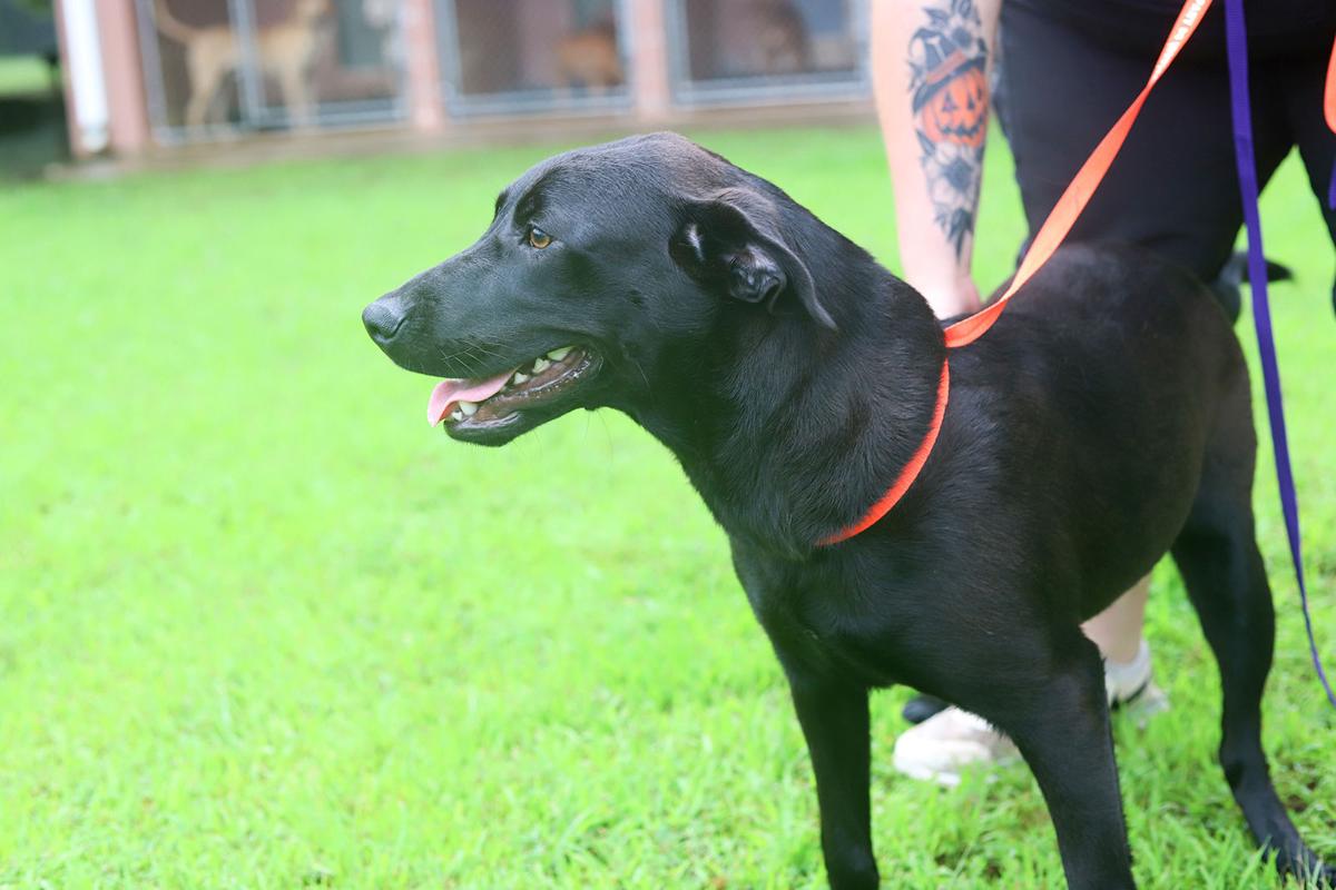 Pets of the Week, June 1, 2021