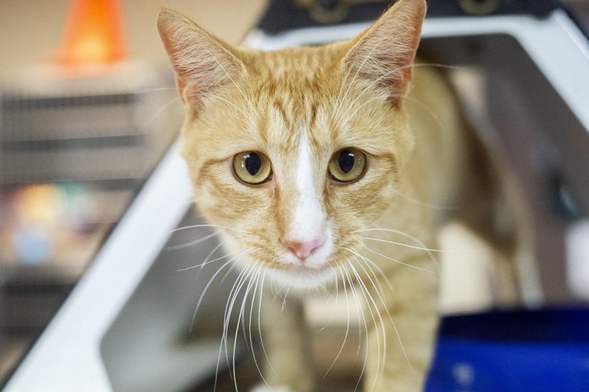 Pets of the Week, June 9, 2020