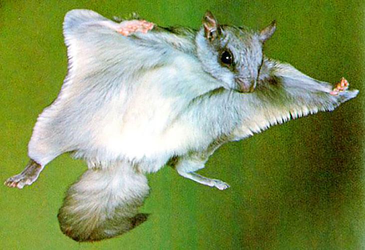 Field and Forest Facts: Flying squirrels and squirrely people