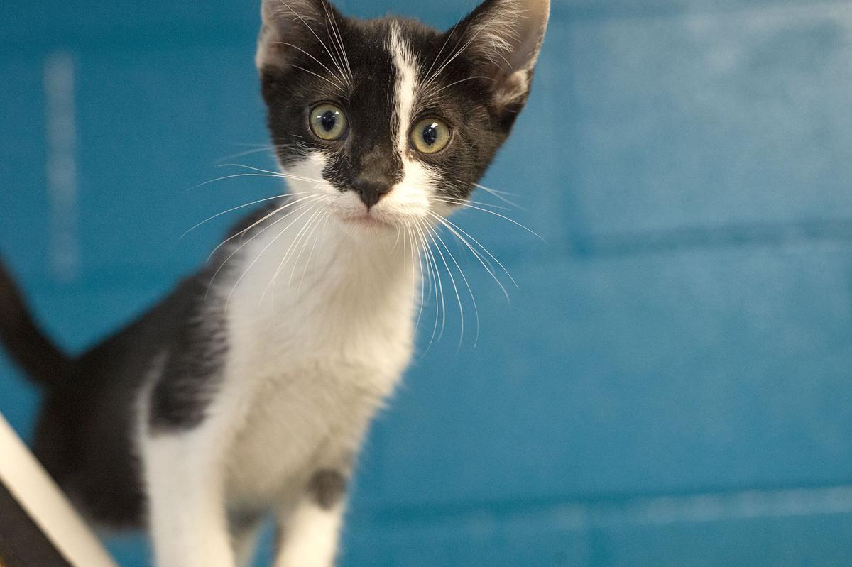 Pets of the Week, June 8, 2021