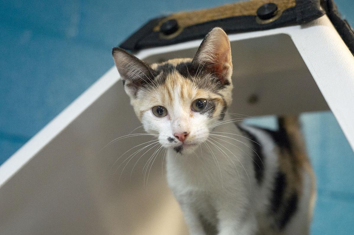 Pets of the Week, June 8, 2021
