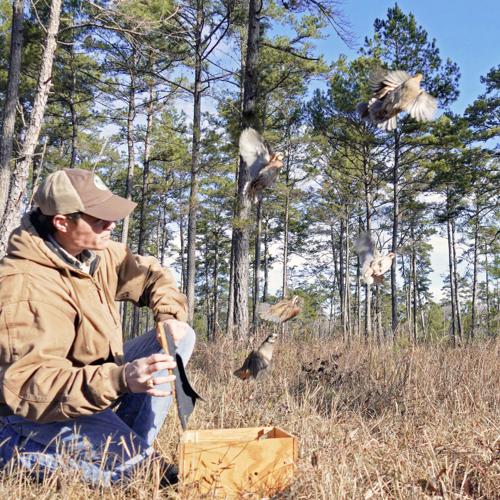 Resurrecting a feathered fixture Tall Timbers project aims to bring