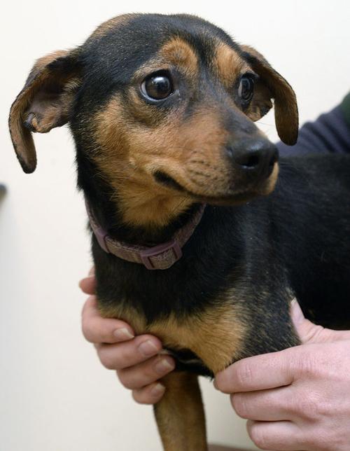 Daily Sentinel Pets Of The Week News Dailysentinel Com