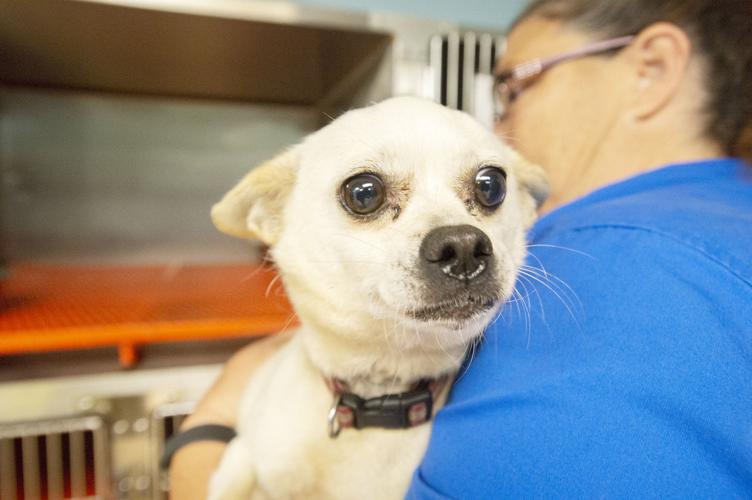 Pets of the Week at the Nacogdoches Animal Shelter, Wednesday, June 13