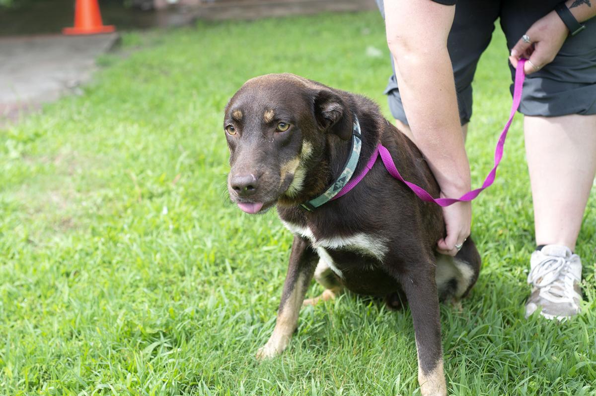Pets of the Week, June 8, 2021