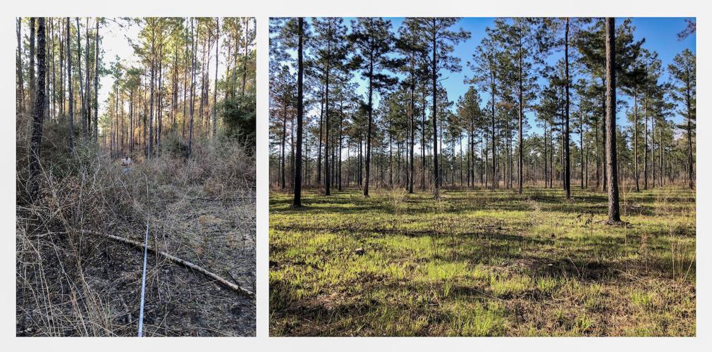 Resurrecting a feathered fixture Tall Timbers project aims to bring