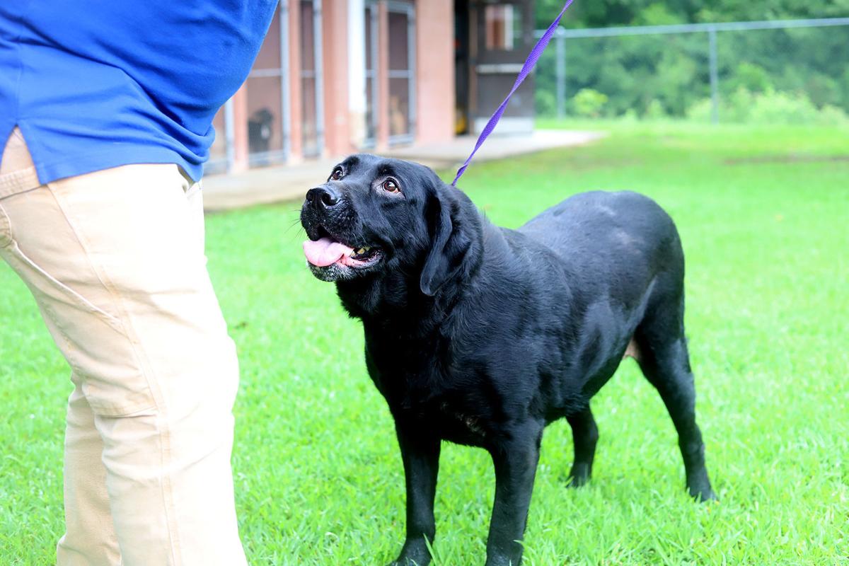 Pets of the Week, July 20, 2021