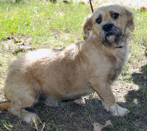 Pets Of The Week Aug 15 2012 Photo Gallery Dailysentinel Com   502a7f9cdf582.image 