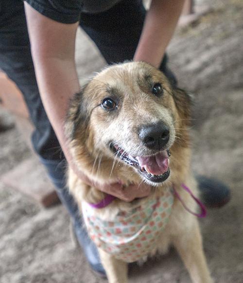 Pets of the Week at the Nacogdoches Animal Shelter on Wednesday, April