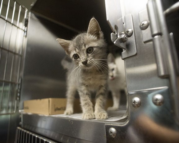 Pets of the Week at the Nacogdoches Animal Shelter on Wednesday, July ...