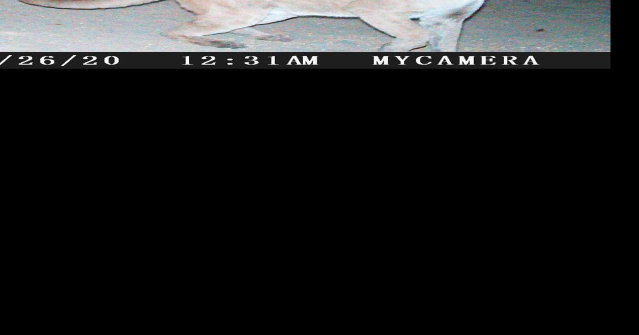Confirmed cat sightings in northeast Texas and Mexico raccoons for a ...