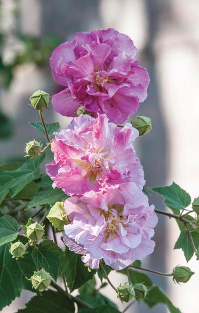 Why It Would Be Called The Confederate Rose Features Dailysentinel Com