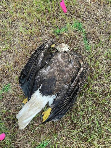 Dead eagle