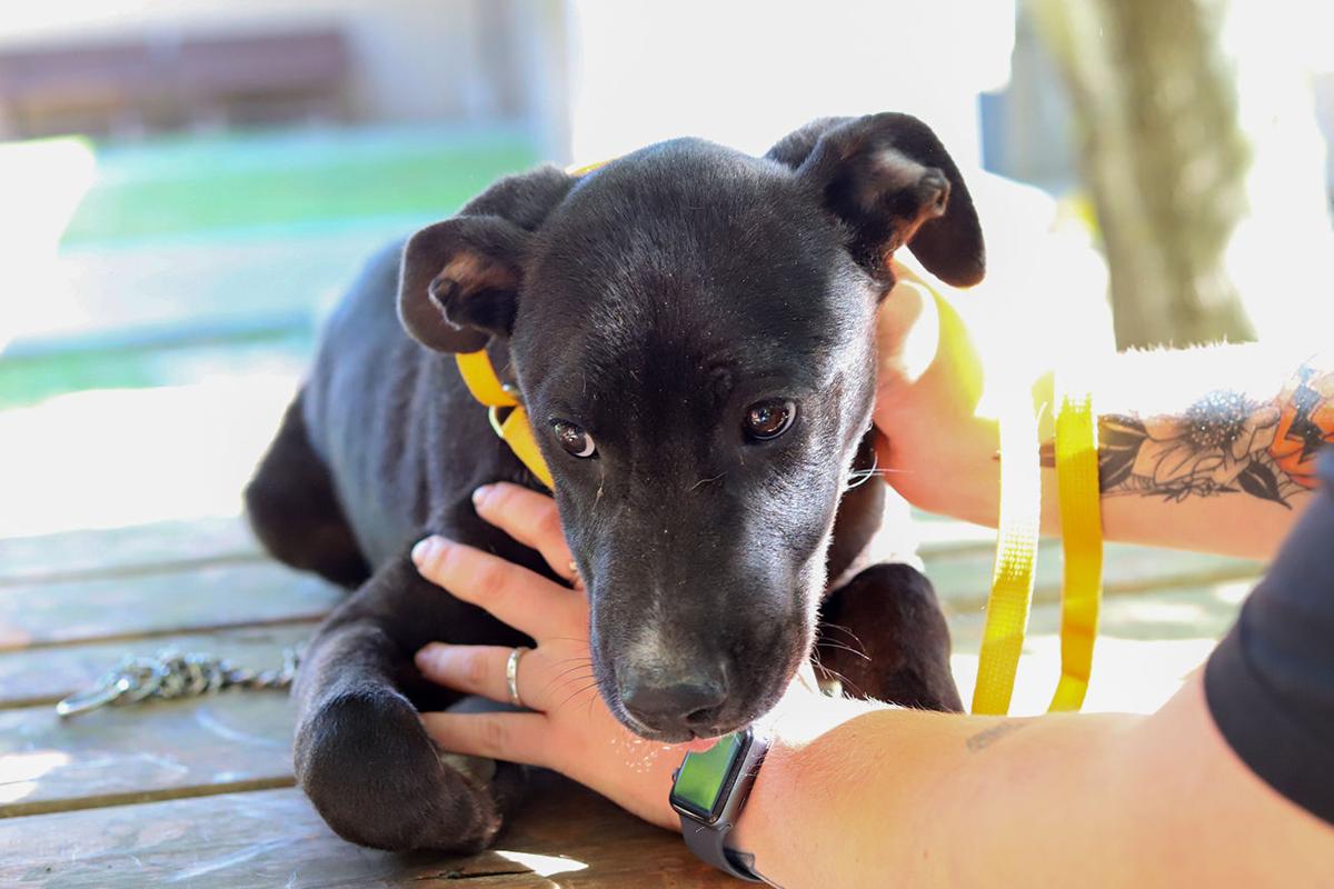 Pets of the Week, April 20, 2021