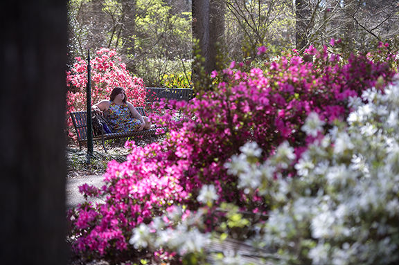 Flowers in bloom at the Ruby Mize Azalea Garden at SFA on Friday, March 3, 2017.