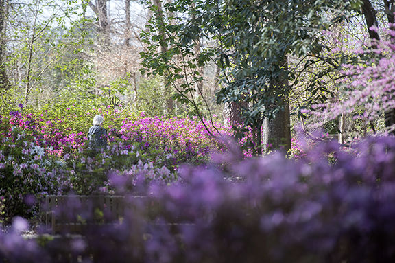Flowers in bloom at the Ruby Mize Azalea Garden at SFA on Friday, March 3, 2017.