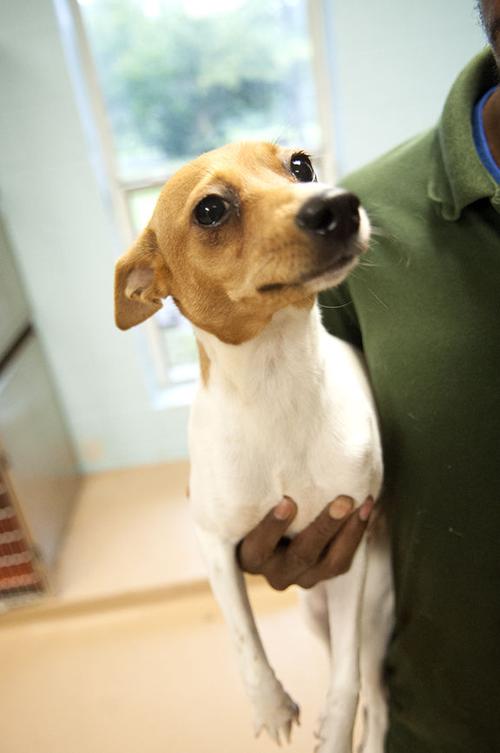 Pets of the Week at the Nacogdoches Animal Shelter on Wednesday, Aug. 2