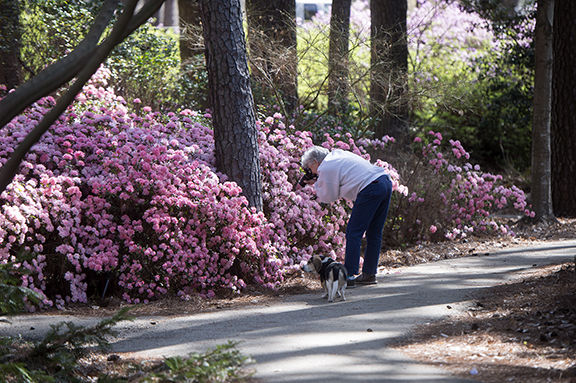 Flowers in bloom at the Ruby Mize Azalea Garden at SFA on Friday, March 3, 2017.
