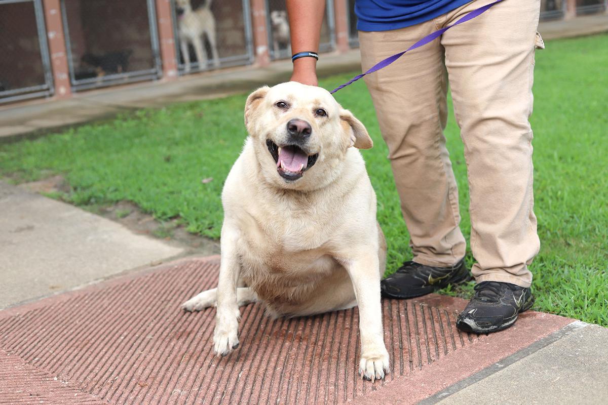 Pets of the Week, July 20, 2021