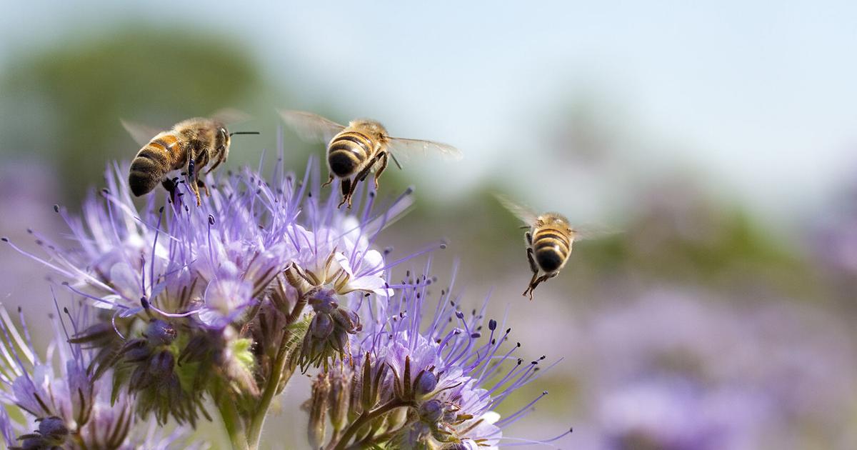 Pollinators Vip Snap, share and save pollinators: Texans urged to join in 10th annual ...
