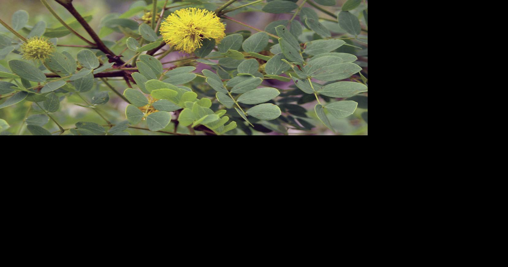 A look at more native Hill Country shrubs, small trees | Columnists ...