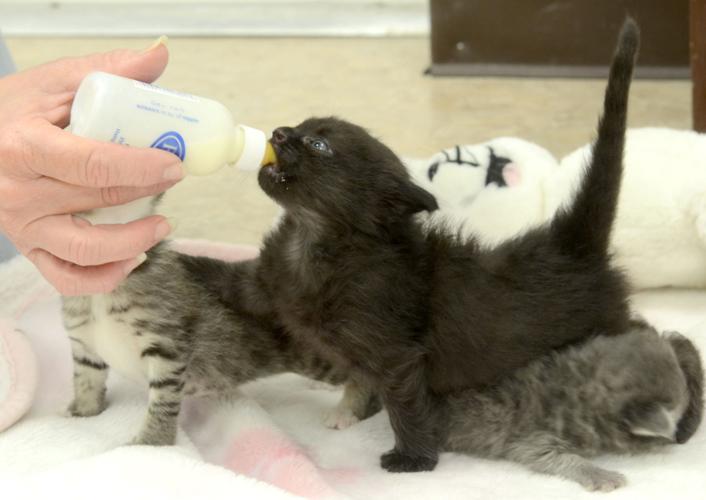 FreemanFritts gears up for busy season with Baby Kitten Shower News