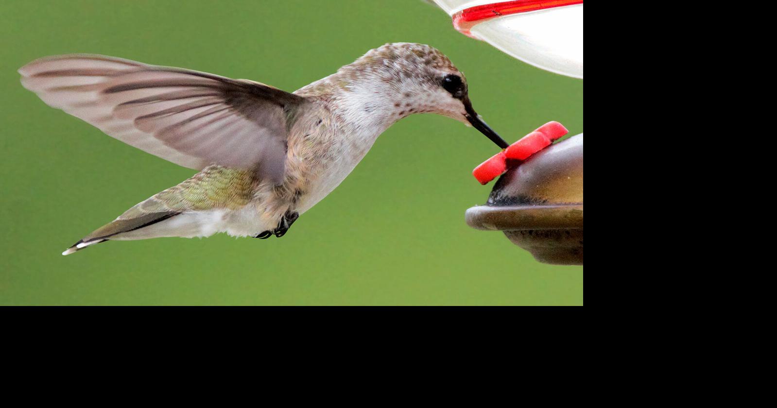 A sure sign of spring: Hummingbirds are making their way back to the ...