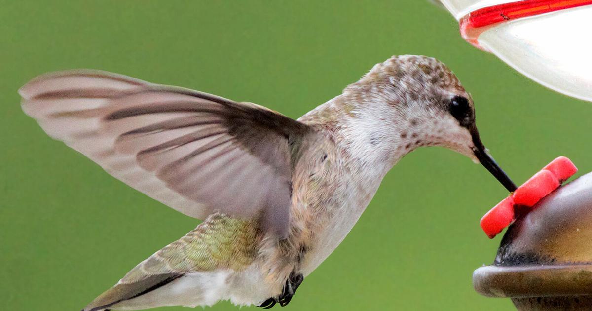 Hello Spring Hummingbird A sure sign of spring: Hummingbirds are making their way back to the ...