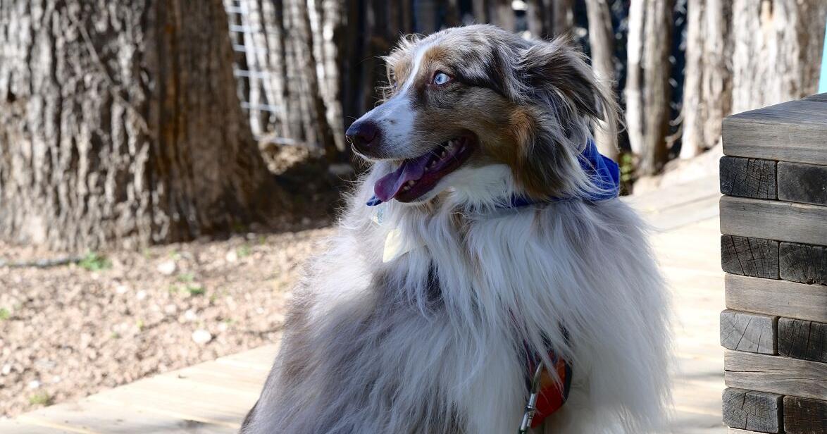 Australian Shepard Indie takes the win in Mutt Madness