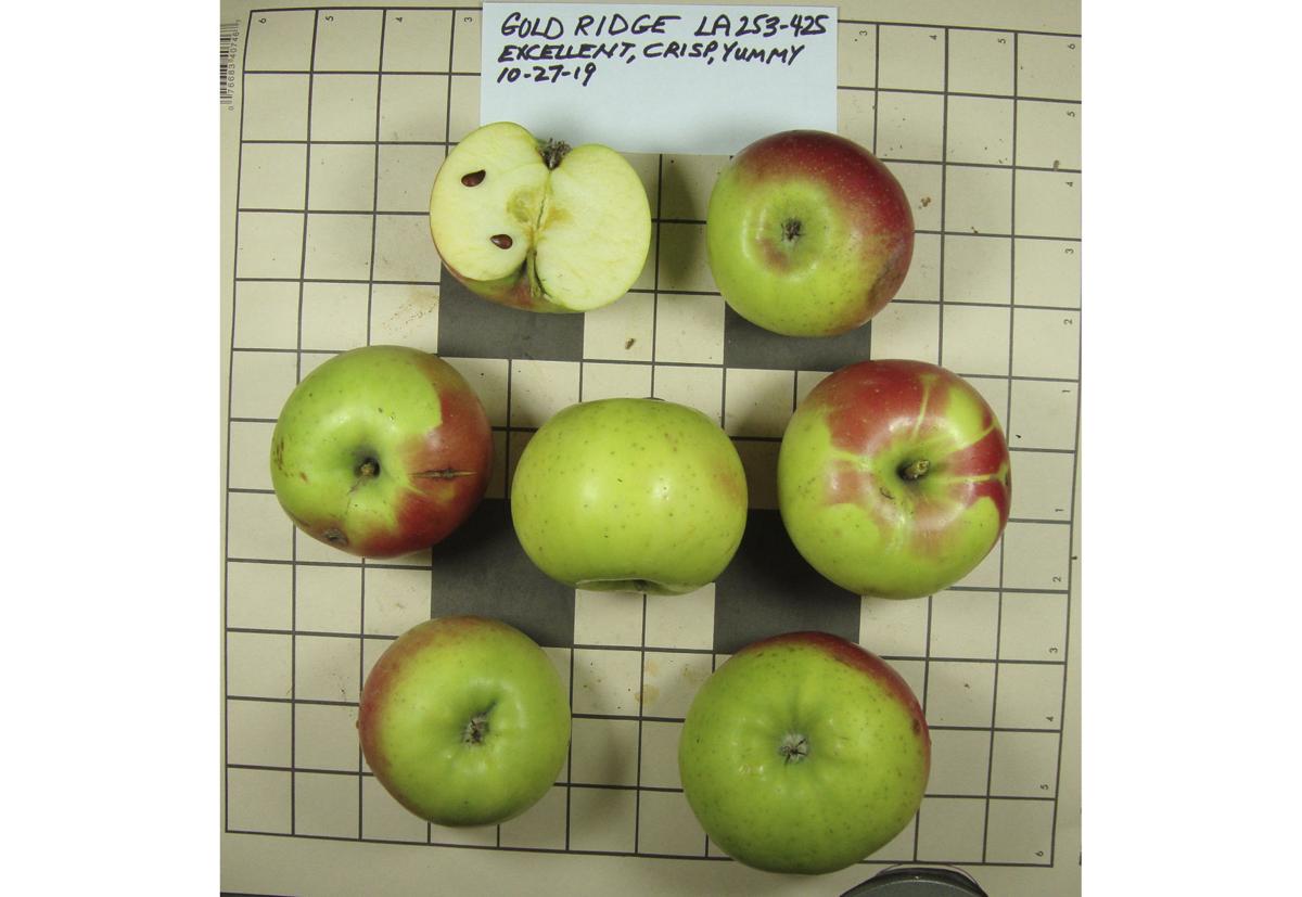 10 pioneerera apple types thought extinct found in US West