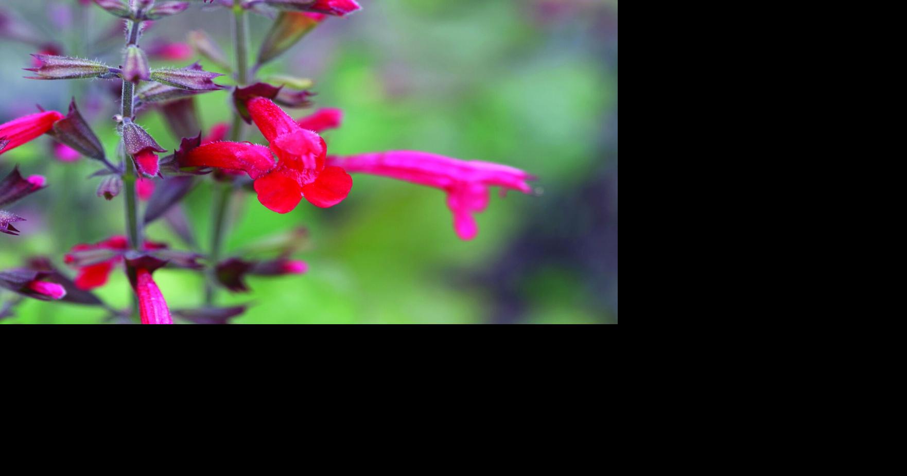 Cedar sage: A striking beauty in the shade of a tree | Columnists ...
