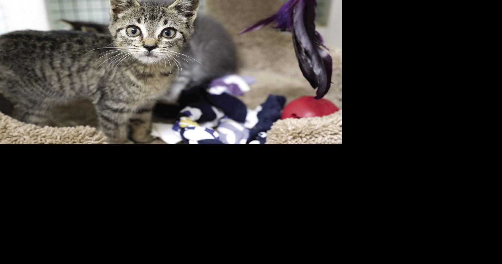 County partners with nonprofit Kerrville Pets Alive! to care for stray