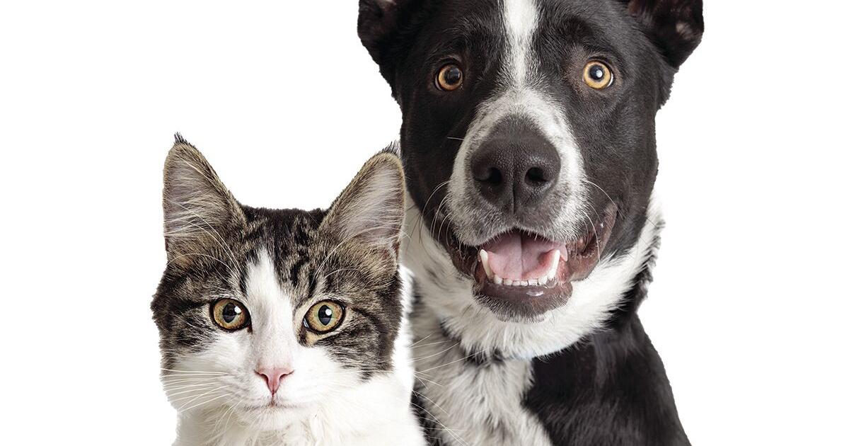 KPA Offers Microchipping Events Dailytimes Kpa offers microchipping events dailytimes