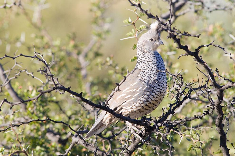 Forecast calls for good quail hunting this season